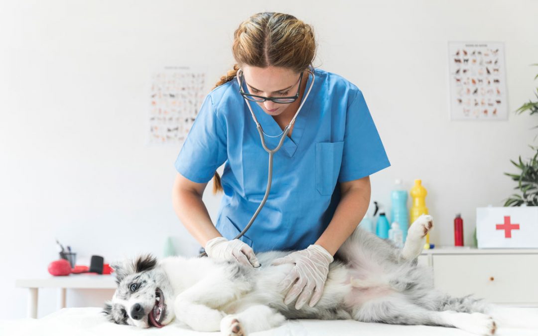 Consigue que tus campañas de salud sean un éxito gracias al marketing veterinario