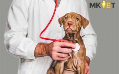 Cómo fomentar la Medicina Preventiva entre los clientes de tu clínica veterinaria