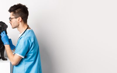 Por qué humanizar tu clínica veterinaria es importante