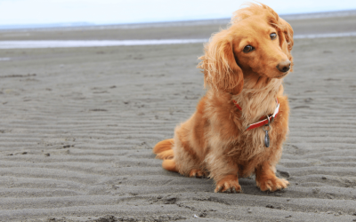 Cómo fomentar la Medicina Preventiva en verano entre los clientes de tu clínica veterinaria