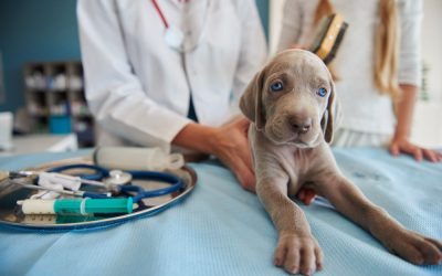 Cómo atraer más cachorros a tu clínica veterinaria y convertirlos en pacientes para toda la vida