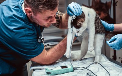 13 errores al promocionar los servicios de tu clínica veterinaria que te hacen perder clientes