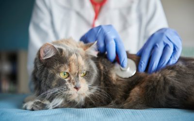 Cómo atraer más gatos a tu clínica veterinaria: 9 acciones concretas