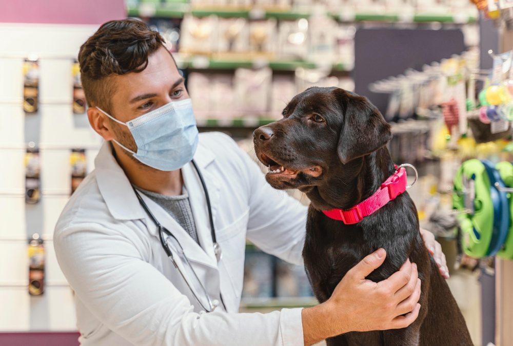 Cómo diferenciar tu clínica veterinaria de la competencia y conseguir que más clientes te elijan