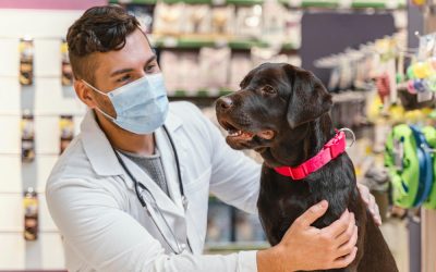 Cómo diferenciar tu clínica veterinaria de la competencia y conseguir que más clientes te elijan